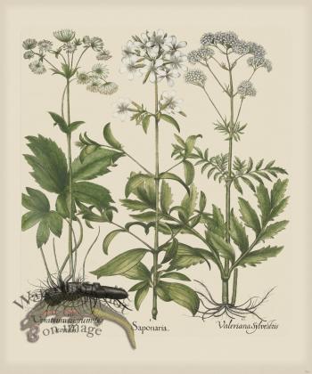 Besler 261 Colored  B2